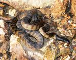Black-headed Python, Mary River