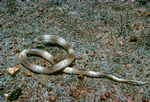 Ingram's Brown Snake, Barkly Tableland