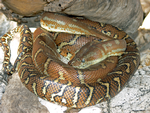 Centralian Carpet Python, Standley Chasm