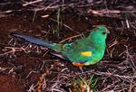 Mulga Parrot, Watarrka National Park