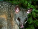 Northern Brushtail Possum, Elizabeth Valley