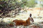 Red Kangaroo buck, Millstream, WA