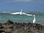 Eastern Reef Egret taking off, Lady Elliot Island