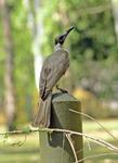 Little Friarbird, Darwin area