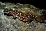 Fat-tailed Diplodactylus