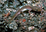 Crowned Gecko
