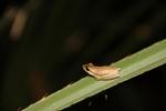 Northern Dwarf Tree Frog