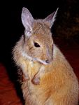 Rufous Hare-wallaby, Desert Wildlife Park