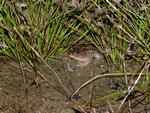 Spotted Grass Frog, Bowra