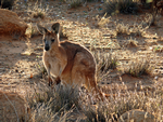 Common Wallaroo