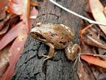 Spotted Grass Frog