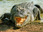 Saltwater Crocodile