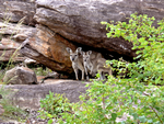 Common Wallaroos, Ubirr
