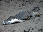 Saltwater Crocodile with another Saltwater Crocodile