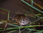 Northern Spadefoot Toad, Keep River