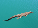Saltwater Crocodile, Prince Fred Harbour