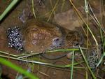Northern Spadefoot Toads laying eggs