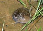 Northern Spadefoot Toad, Djurrblyuk
