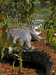 Saltwater Crocodile