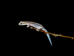 Zigzag Velvet Gecko, Victoria River