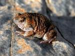 Tanami Toadlet, Halls Creek