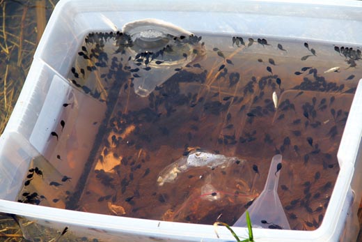 Cane Toad Tadpoles - Biodiversity NT